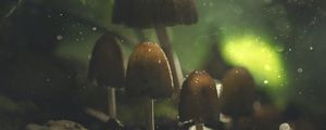 Preview wallpaper mushrooms, glare, macro, wet