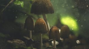 Preview wallpaper mushrooms, glare, macro, wet