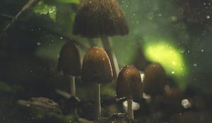 Preview wallpaper mushrooms, glare, macro, wet