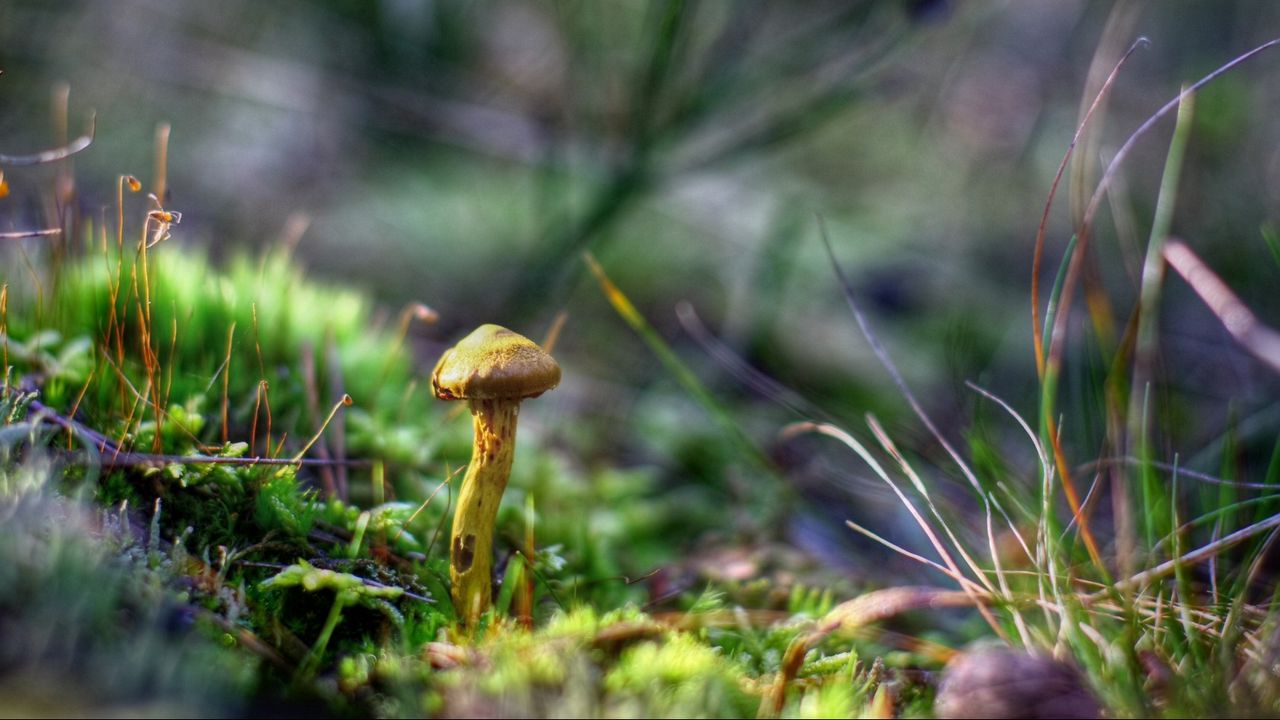 Wallpaper mushrooms, grass, autumn, forest, close-up