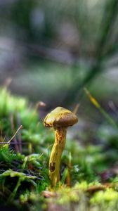 Preview wallpaper mushrooms, grass, autumn, forest, close-up
