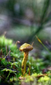 Preview wallpaper mushrooms, grass, autumn, forest, close-up