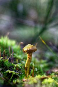 Preview wallpaper mushrooms, grass, autumn, forest, close-up