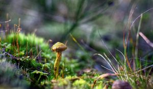 Preview wallpaper mushrooms, grass, autumn, forest, close-up