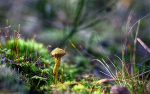 Preview wallpaper mushrooms, grass, autumn, forest, close-up