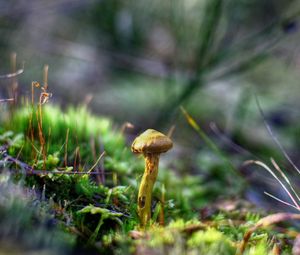 Preview wallpaper mushrooms, grass, autumn, forest, close-up