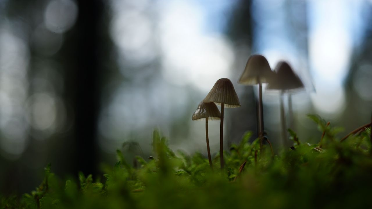 Wallpaper mushrooms, grass, blur, nature