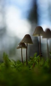 Preview wallpaper mushrooms, grass, blur, nature