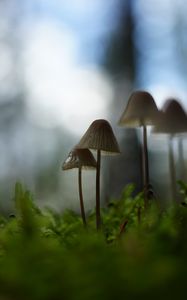 Preview wallpaper mushrooms, grass, blur, nature