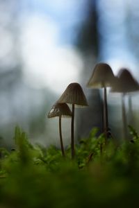 Preview wallpaper mushrooms, grass, blur, nature