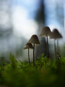 Preview wallpaper mushrooms, grass, blur, nature