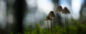 Preview wallpaper mushrooms, grass, blur, nature