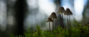 Preview wallpaper mushrooms, grass, blur, nature