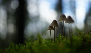 Preview wallpaper mushrooms, grass, blur, nature