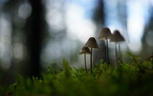 Preview wallpaper mushrooms, grass, blur, nature