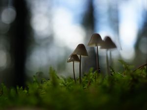 Preview wallpaper mushrooms, grass, blur, nature