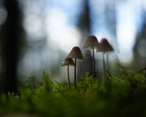 Preview wallpaper mushrooms, grass, blur, nature