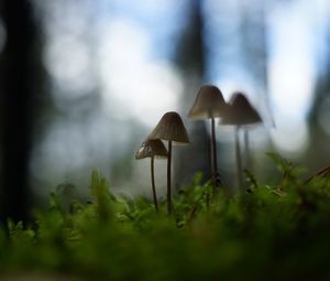 Preview wallpaper mushrooms, grass, blur, nature