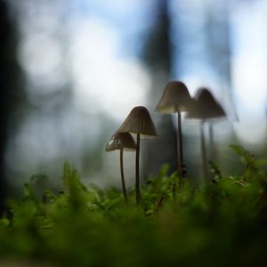 Preview wallpaper mushrooms, grass, blur, nature