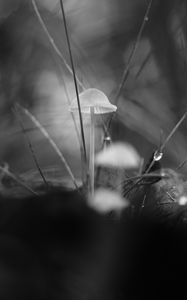 Preview wallpaper mushrooms, grass, drops, water, macro, black and white