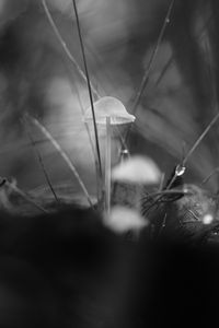 Preview wallpaper mushrooms, grass, drops, water, macro, black and white