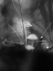 Preview wallpaper mushrooms, grass, drops, water, macro, black and white