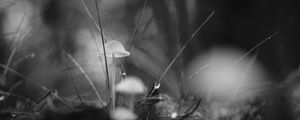 Preview wallpaper mushrooms, grass, drops, water, macro, black and white