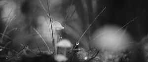 Preview wallpaper mushrooms, grass, drops, water, macro, black and white