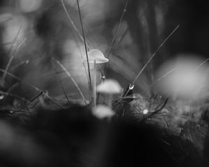 Preview wallpaper mushrooms, grass, drops, water, macro, black and white