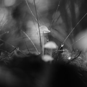 Preview wallpaper mushrooms, grass, drops, water, macro, black and white