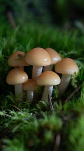 Preview wallpaper mushrooms, grass, drops, macro