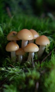 Preview wallpaper mushrooms, grass, drops, macro