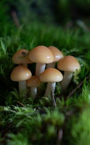 Preview wallpaper mushrooms, grass, drops, macro