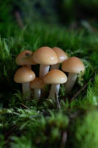 Preview wallpaper mushrooms, grass, drops, macro