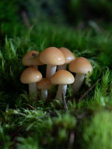 Preview wallpaper mushrooms, grass, drops, macro