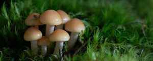 Preview wallpaper mushrooms, grass, drops, macro