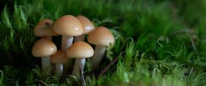 Preview wallpaper mushrooms, grass, drops, macro