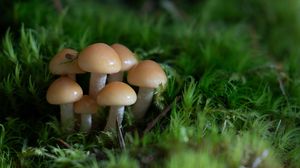 Preview wallpaper mushrooms, grass, drops, macro