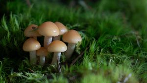 Preview wallpaper mushrooms, grass, drops, macro