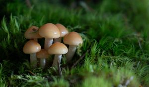 Preview wallpaper mushrooms, grass, drops, macro