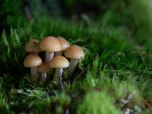 Preview wallpaper mushrooms, grass, drops, macro