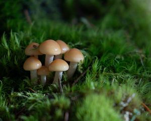 Preview wallpaper mushrooms, grass, drops, macro