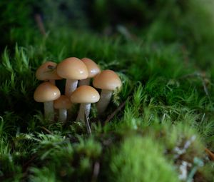 Preview wallpaper mushrooms, grass, drops, macro