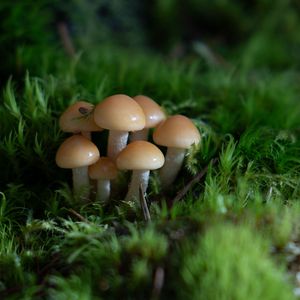 Preview wallpaper mushrooms, grass, drops, macro