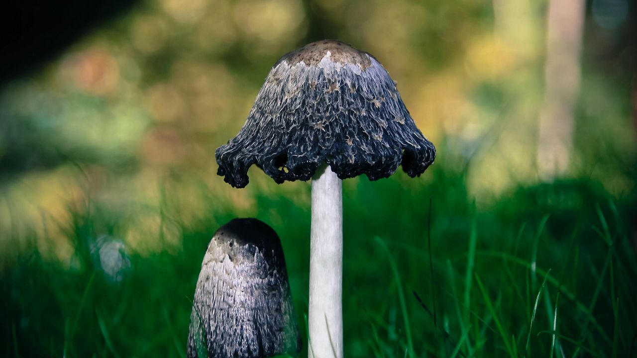 Wallpaper mushrooms, grass, macro, close-up