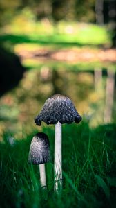 Preview wallpaper mushrooms, grass, macro, close-up