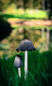 Preview wallpaper mushrooms, grass, macro, close-up