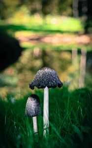 Preview wallpaper mushrooms, grass, macro, close-up