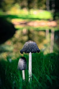 Preview wallpaper mushrooms, grass, macro, close-up