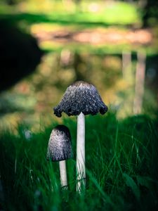 Preview wallpaper mushrooms, grass, macro, close-up